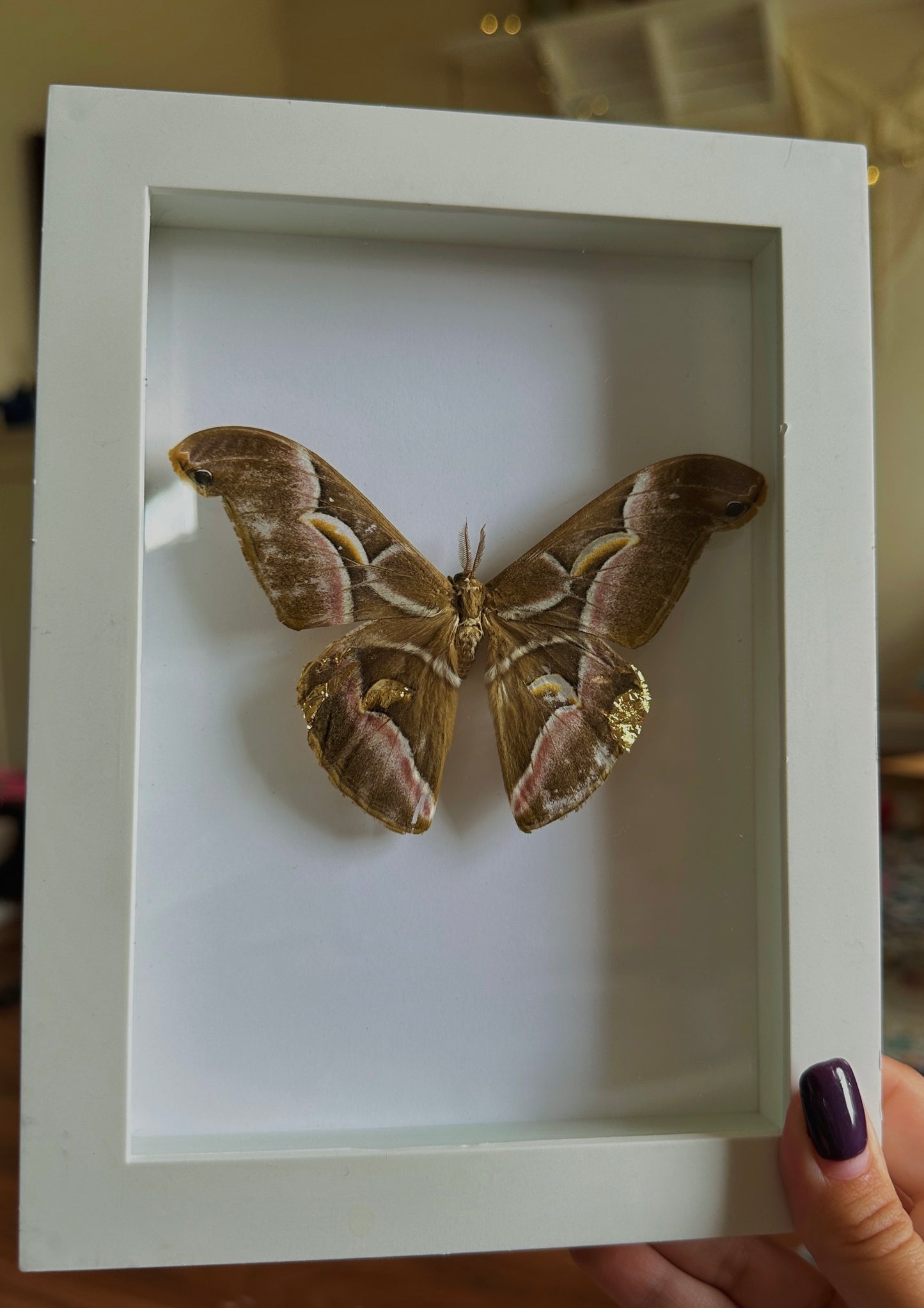 Samia cynthia Moth - Gold repaired