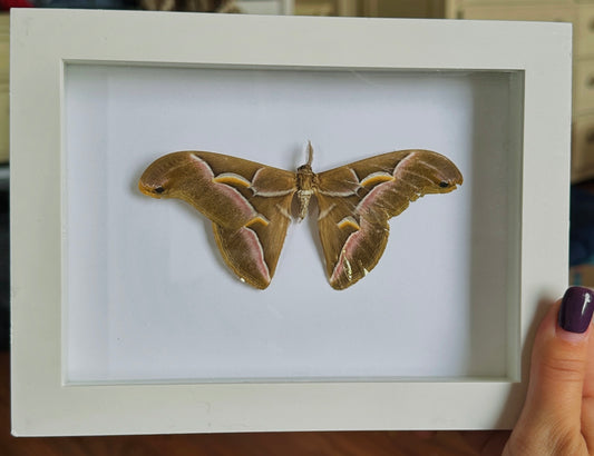 Samia cynthia Moth - Gold repaired