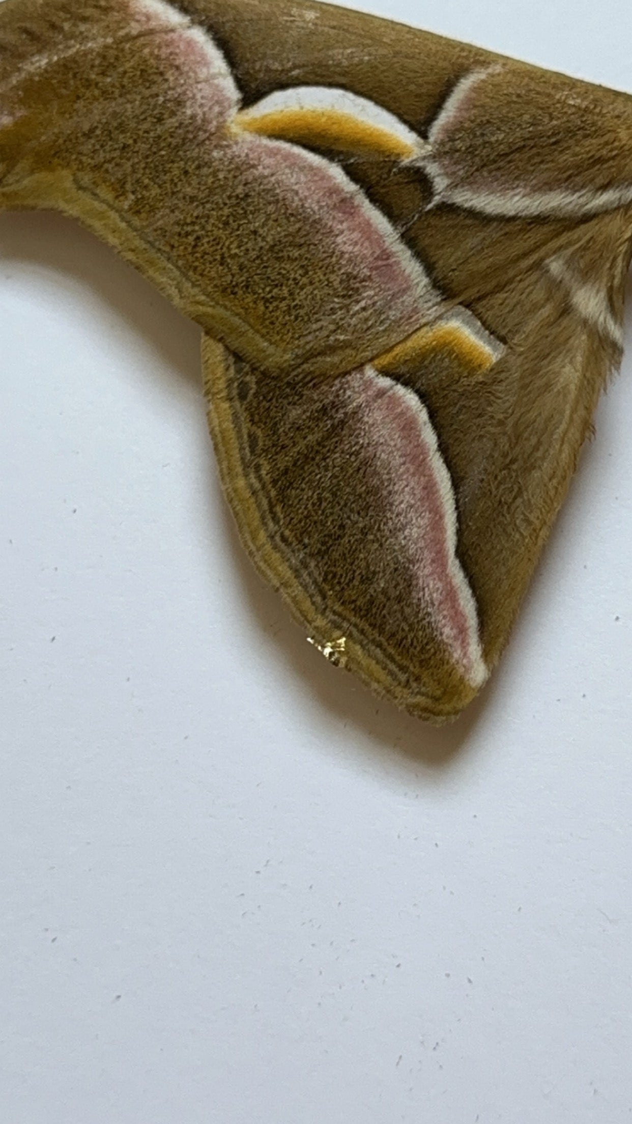 Samia cynthia Moth - Gold repaired